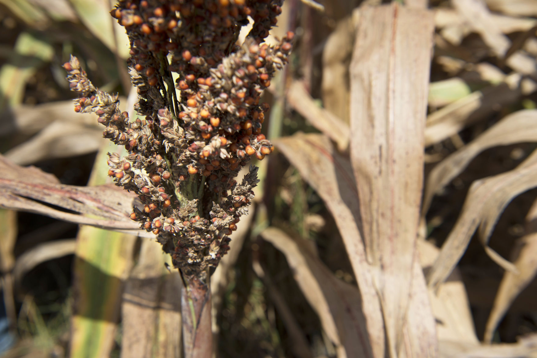 Sugarcane aphids are making the leap from sugar to sorghum